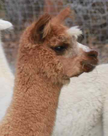 alpaca.jpg